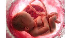 Timeline: Desarrollo Prenatal Patricia Alvarado 201705669