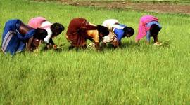 Timeline: Origin of Agriculture