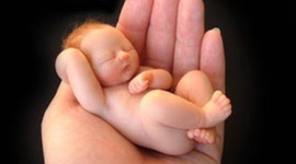 Timeline: Desarrollo Prenatal