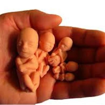 Timeline: DesarrolloPrenatal