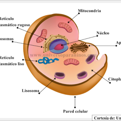 Timeline: Historia del descubrimiento de la célula