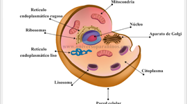 Timeline: Historia del descubrimiento de la célula