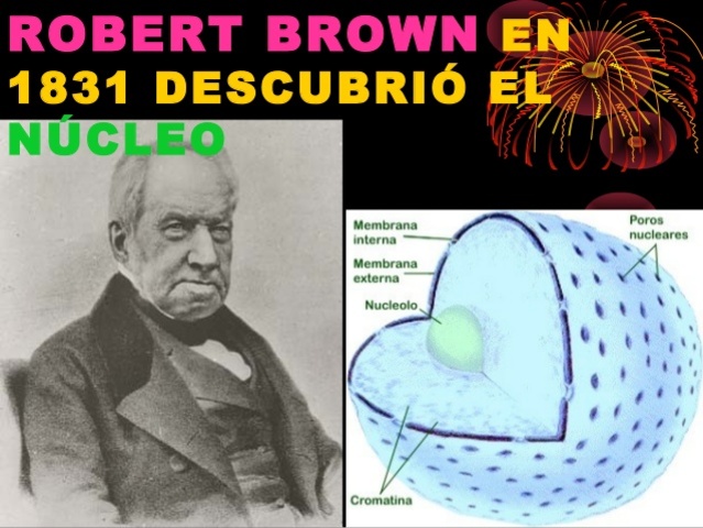 Robert Brown Descubrio El Nucleo Celular