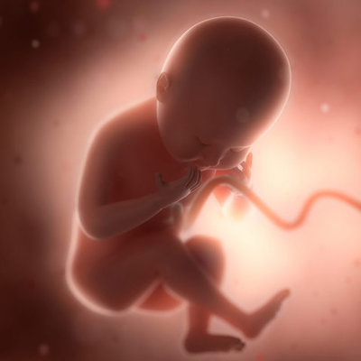 Timeline: Desarrollo Prenatal