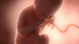 Timeline: Desarrollo Prenatal