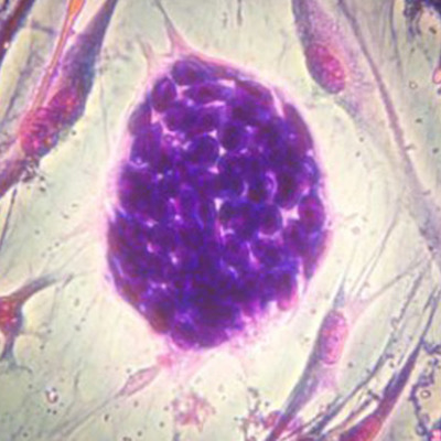 Timeline: History of the Cell