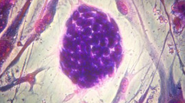 Timeline: History of the Cell