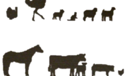 Timeline: Linea del tiempo de la historia de veterinaria