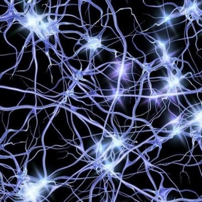 Timeline: La Evolución del sistema nervioso