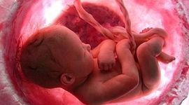 Timeline: ETAPAS DEL EMBRAZO (REYNA GARCIA)