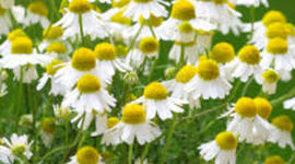 Timeline: Etapas del embarazo ( Tania flores)