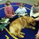 Dogs in classroom