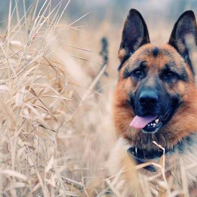 Timeline: Adquisición y dominar el lenguaje. Ramón Lopez.