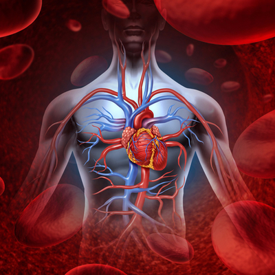 Timeline: Historia de la circulación y el corazón