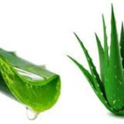 Timeline: LA SÁBILA  EN LA HISTORIA