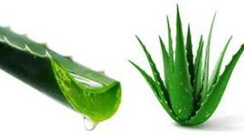 Timeline: LA SÁBILA  EN LA HISTORIA