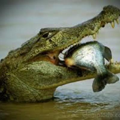 Timeline: Los animales acuáticos y terrestres