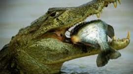 Timeline: Los animales acuáticos y terrestres