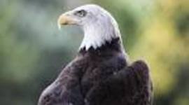 Timeline: My History Timeline