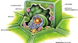 Timeline: historia experimental de  funcionamiento de célula vegetal