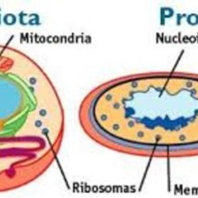 Timeline: La célula