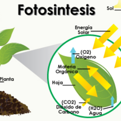Timeline: Historia de la Fotosíntesis