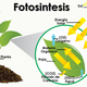 Fotosintesispreguntas