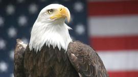 Timeline: colonial timeline