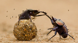 Timeline: Clasificación Sistemática