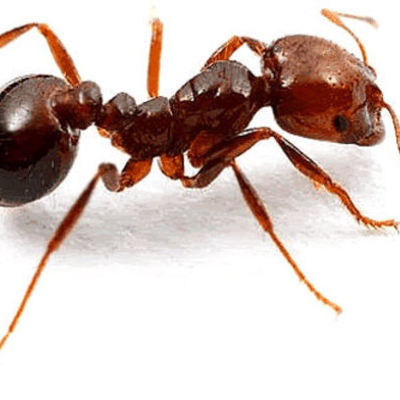 Timeline: Linea del tiempo - Fabián Ingr