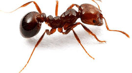 Timeline: Linea del tiempo - Fabián Ingr