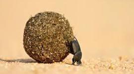 Timeline: Linea del tiempo "Escarabajo Pelotero"