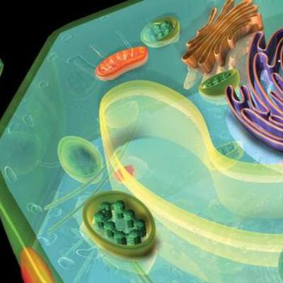 Timeline: La célula