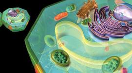 Timeline: La célula