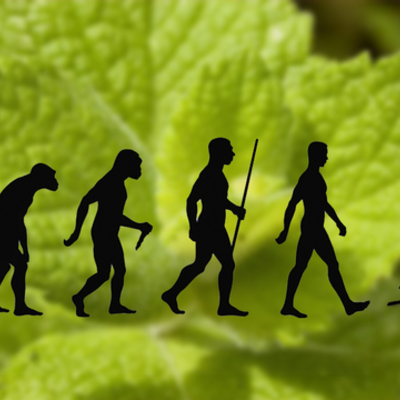 Timeline: Biodiversidad Precedentes históricos