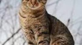 Timeline: Mi mascota