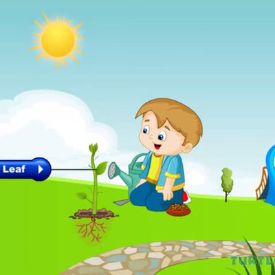 Timeline: Life Of A Plant