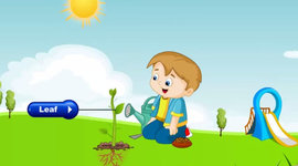 Timeline: Life Of A Plant