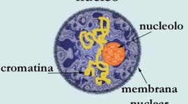 Timeline: TEORIA CELULAR