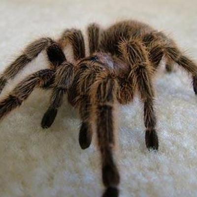 Timeline: Theraphosidae (Araña Pollo)