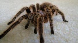 Timeline: Theraphosidae (Araña Pollo)