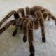 Araña tarantula