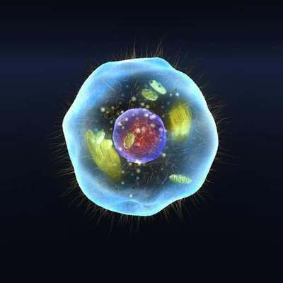 Timeline: Aportaciones al concepto de célula según autores.