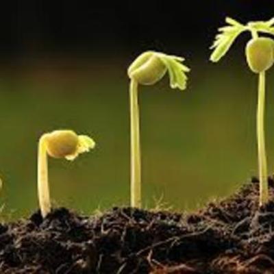 Timeline: EXPERIMENTOS DE FISIOLOGÍA VEGETAL
