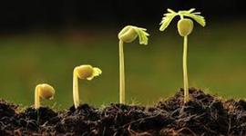 Timeline: EXPERIMENTOS DE FISIOLOGÍA VEGETAL