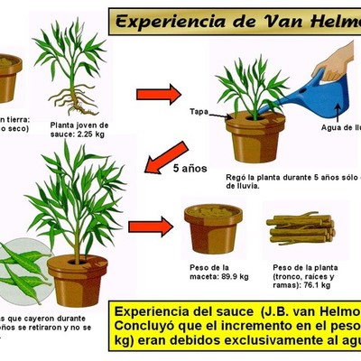 Timeline: 1648 Jan Van Helmont Sus aportes fueron en Nutrición Vegetal.Intento descubrir la fuente de los materiales nutritivos para los vegetales .Experimento con un arbol de sauce
