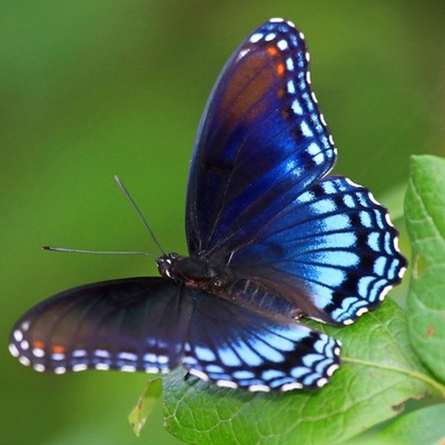 Timeline: Butterfly Life Cycle