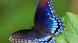 Timeline: Butterfly Life Cycle