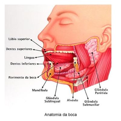 Timeline: Desarrollo Histórico del Sistema Estomatognático