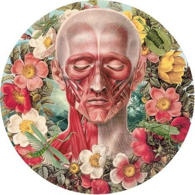 Timeline: LINEA DEL TIEMPO DE LA ANATOMÍA Y FISIOLOGÍA